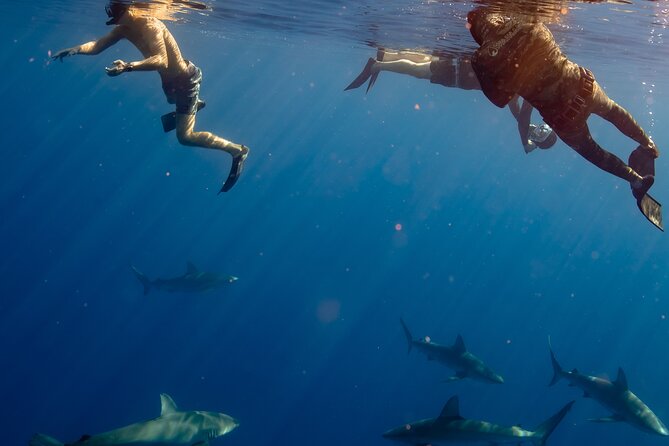 Private Shark Dive, Oahu, Hawaii (6 Guest) - The private price works best for six people