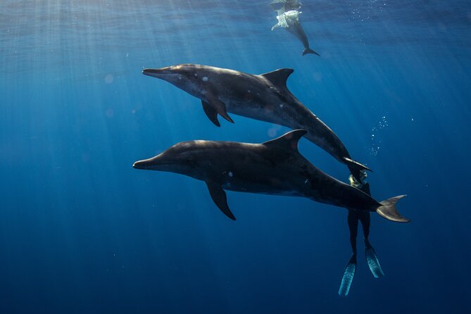 Private Shark Dive, Oahu, Hawaii (6 Guest) - Photos and group expectations