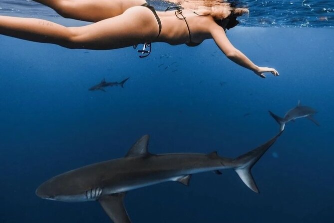 Private Shark Dive, Oahu, Hawaii (6 Guest) - How the experience feels for different kinds of visitors