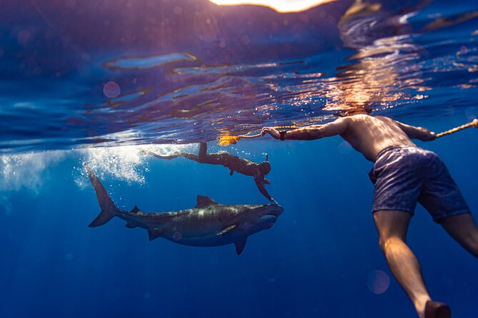 Private Shark Dive, Oahu, Hawaii (6 Guest) - Haleiwa Road is both the start and finish