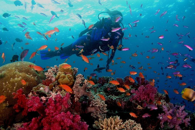 Professional 2 Stops Scuba Diving Full Day Boat Trip - Hurghada - The crew’s strongest feature is reassurance