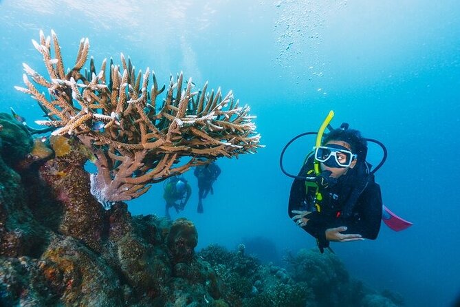Professional Diver Two Stops Dives & Lunch, transfer–Hurghada - Setting out from Hurghada at 8:00 am