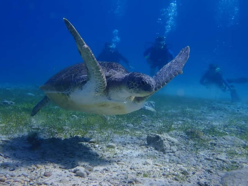 Protaras: Cape Grecko Single Dive for Qualified Divers - Choosing the right Cape Greco site