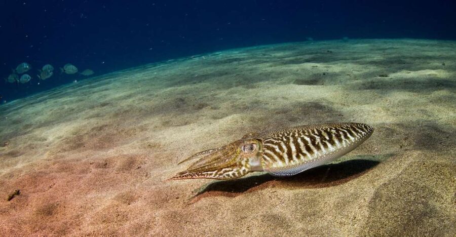 Puerto del Carmen: 2 Guided Scuba Dives (certified only) - The van ride and RIB launch