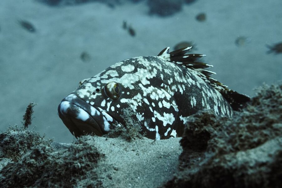 Puerto del Carmen: 2 Guided Scuba Dives (certified only) - Two guided underwater sessions around Puerto del Carmen