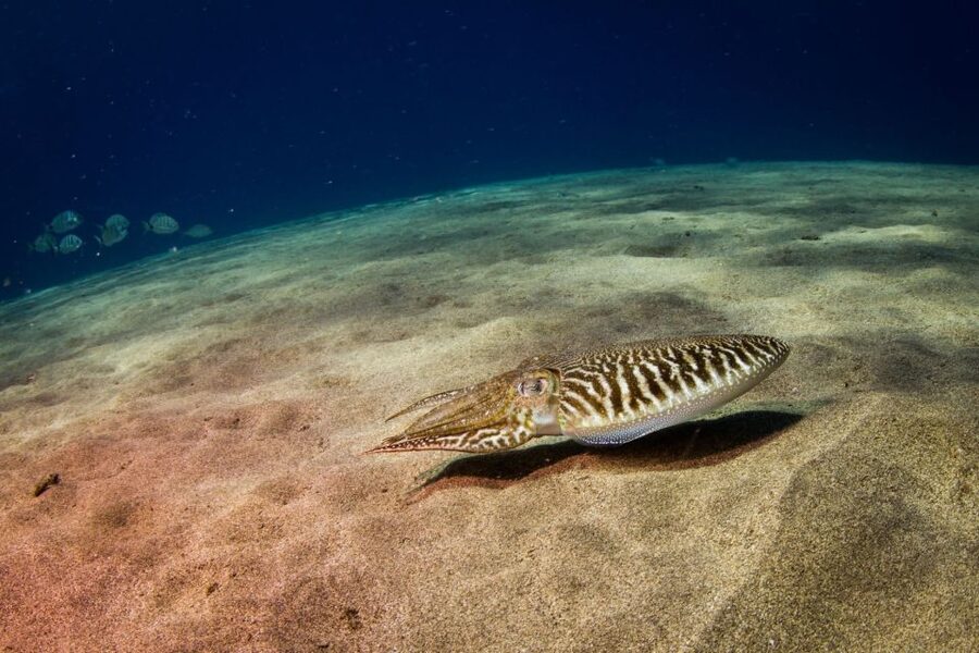 Puerto del Carmen: Guided Scuba Dive (certified only) - Should you book it?
