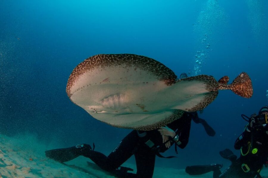 Puerto del Carmen: Guided Scuba Dive (certified only) - The RIB boat ride to the chosen site