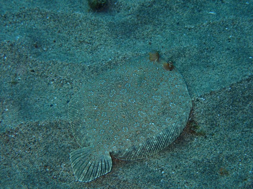Puerto del Carmen: Snorkeling Trip with Dive Instructor - Who should book this snorkeling experience?