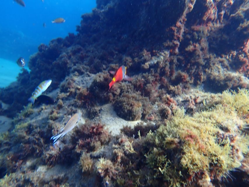 Puerto del Carmen: Snorkeling Trip with Dive Instructor - About an hour following fish at Playa Chica