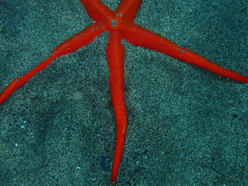 Puerto del Carmen: Snorkeling Trip with Dive Instructor - Booking details that matter