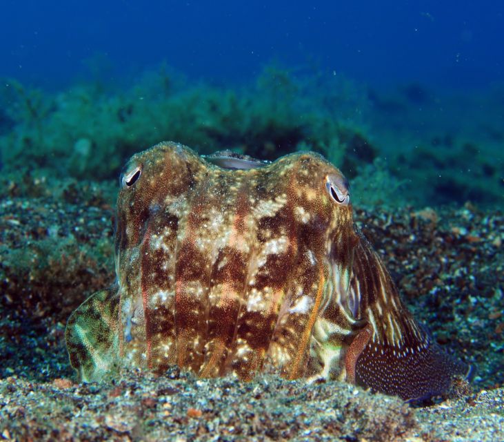 Puerto del Carmen: Try Scuba Diving for Beginners - A calm first step into Lanzarote’s sea