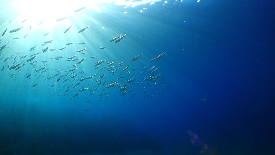 Puerto del Carmen: Try Scuba Diving from the beach - Key points at a glance