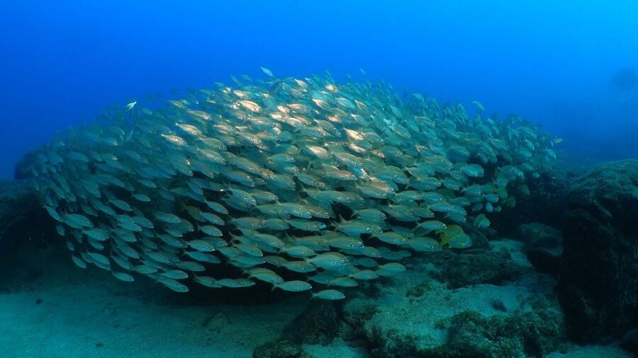 Puerto del Carmen: Try Scuba Diving from the beach - What the $118 price includes