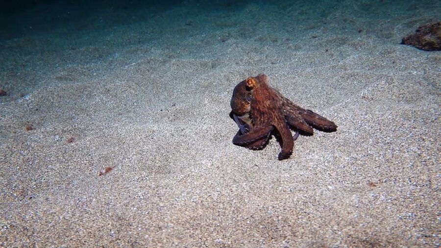 Puerto del Carmen: Try Scuba Diving from the beach - Meeting at the beach, not at your hotel