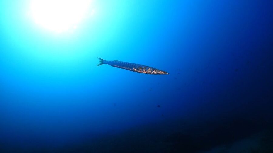 Puerto del Carmen: Try Scuba Diving from the beach - What recent feedback tells you