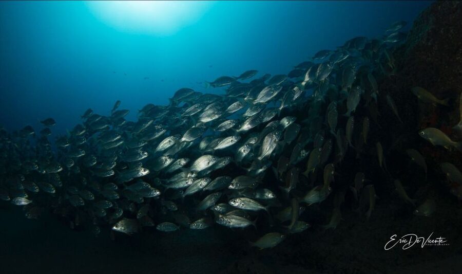 Puerto Del Carmen: Try Scuba Diving with 2 Dives and Photos - The first descent reaches only 6 metres