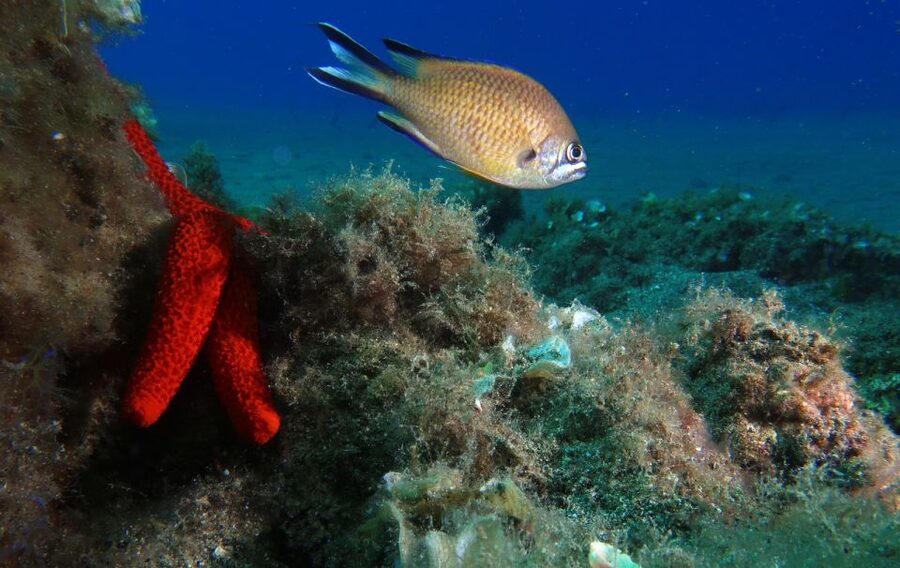 Puerto Del Carmen: Try Scuba Diving with 2 Dives and Photos - What you might see below Playa Chica