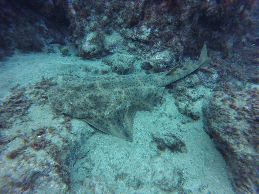Puerto Del Carmen: Try Scuba Diving with 2 Dives and Photos - Who should book this experience