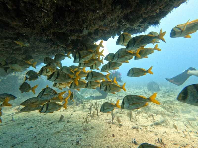 Puerto Morelos: Scuba Diving for Beginners - 2 Dives - Timing your trip around the flight rule