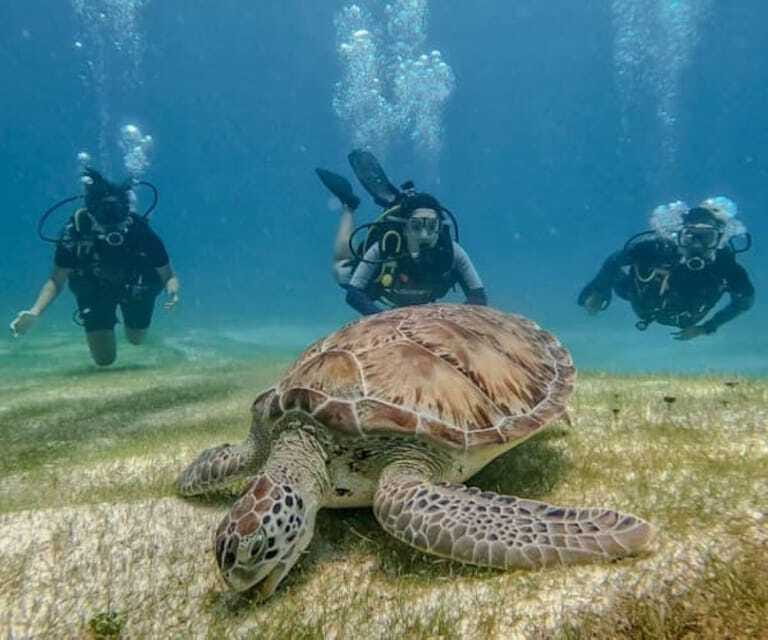 Puerto Morelos: Scuba Diving for Beginners - 2 Dives - How this compares with a resort pool session