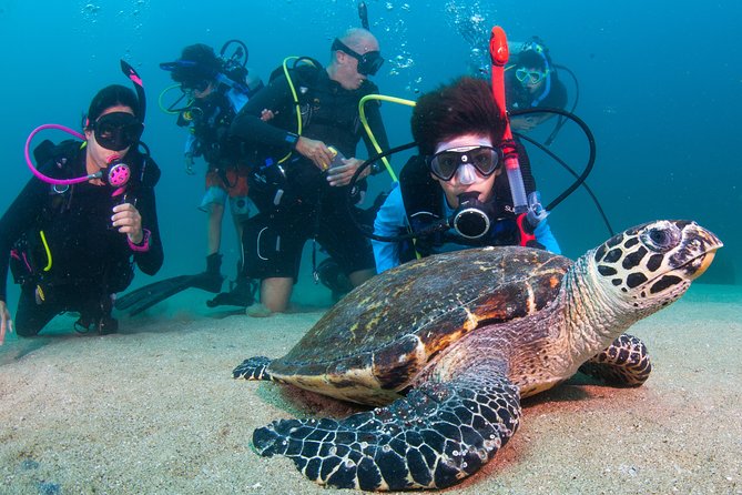 Puerto Vallarta Undersea Private Scuba Diving - Los Arcos de Mismaloya and the southern reefs