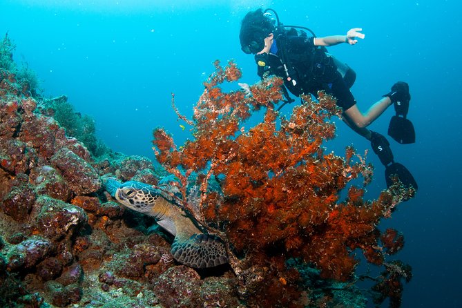 Puerto Vallarta Undersea Private Scuba Diving - Is $550 good value?