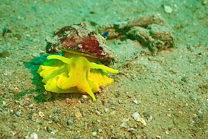 Pula Discover Scuba Diving Package - Language and communication deserve attention