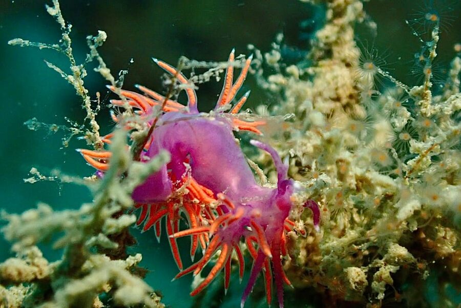 Pula: Introduction to Scuba Diving - Who should book this Pula course?