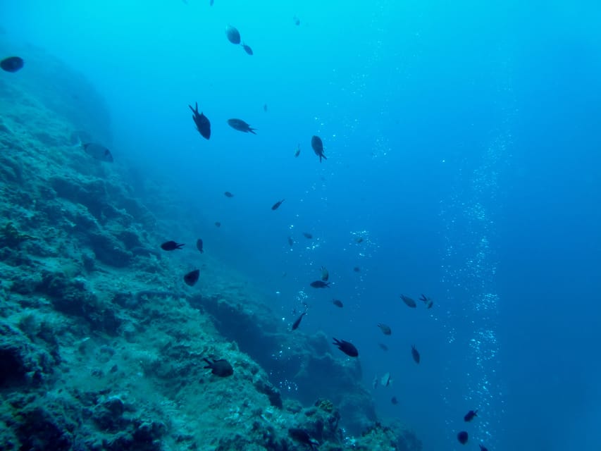 Pula: Introduction to Scuba Diving - Looking for octopus and seahorses