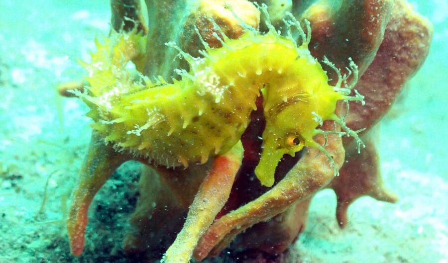 Pula: Introduction to Scuba Diving - A good family activity from age 10