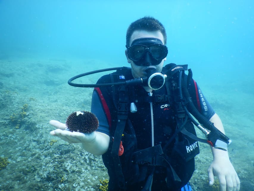 Pula: Private Introduction to Scuba Diving - Looking for octopus and seahorses near Pula