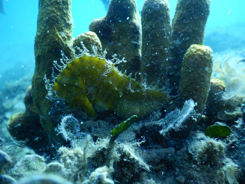 Pula: Private Introduction to Scuba Diving - Weather and planning around your Pula days