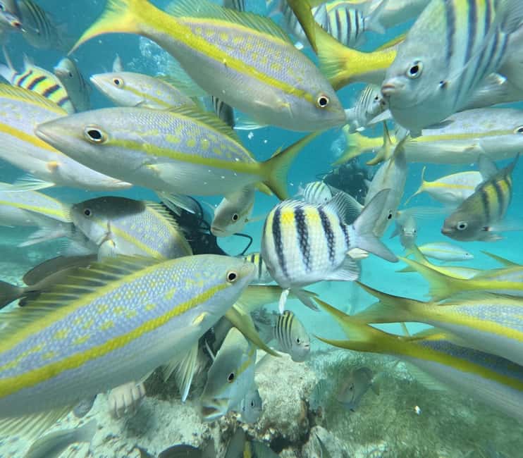 Punta Cana: Discover Scuba Diving Experience for Beginners - Key points to know before you book