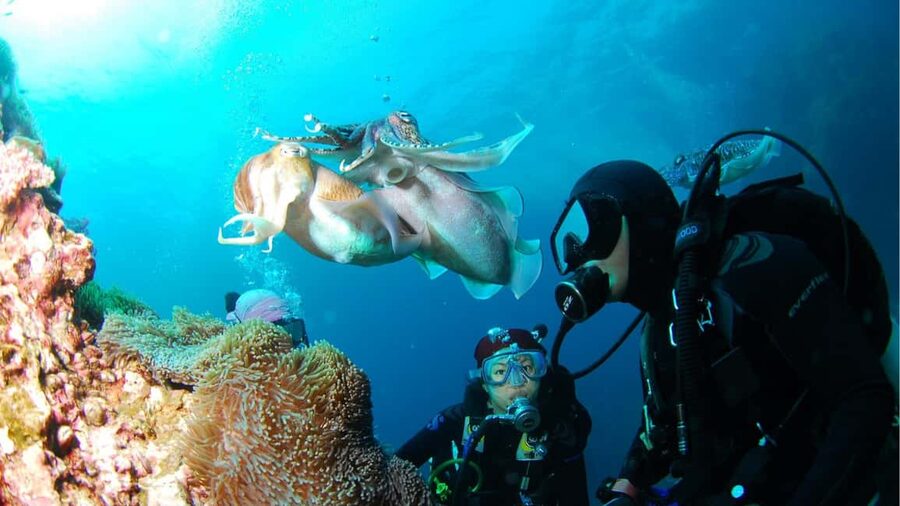 Punta Cana: Dive the Coral Paradise of Catalina Island - Catalina Island makes the long day worthwhile