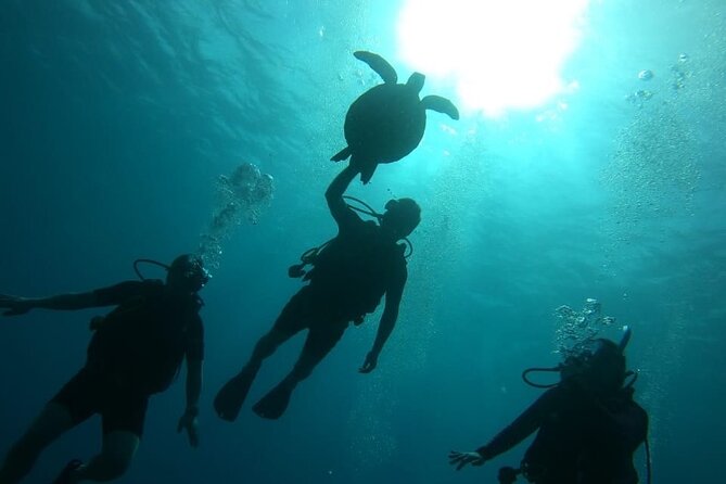 Punta Cana Reef Diving Adventure Explore Underwater Wonders - Warm pools offer an easy first step