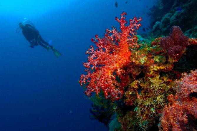 Punta Cana Reef Diving Adventure Explore Underwater Wonders - How the price compares at $130