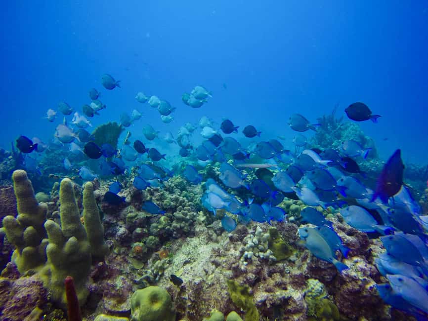 Punta Cana: Scuba Diving Adventure to Catalina Island - The long road from Punta Cana to La Romana