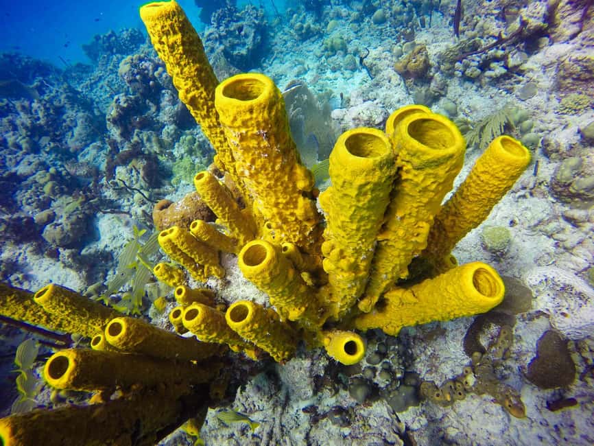 Punta Cana: Scuba Diving Adventure to Catalina Island - Second stop: the shallower Aquarium