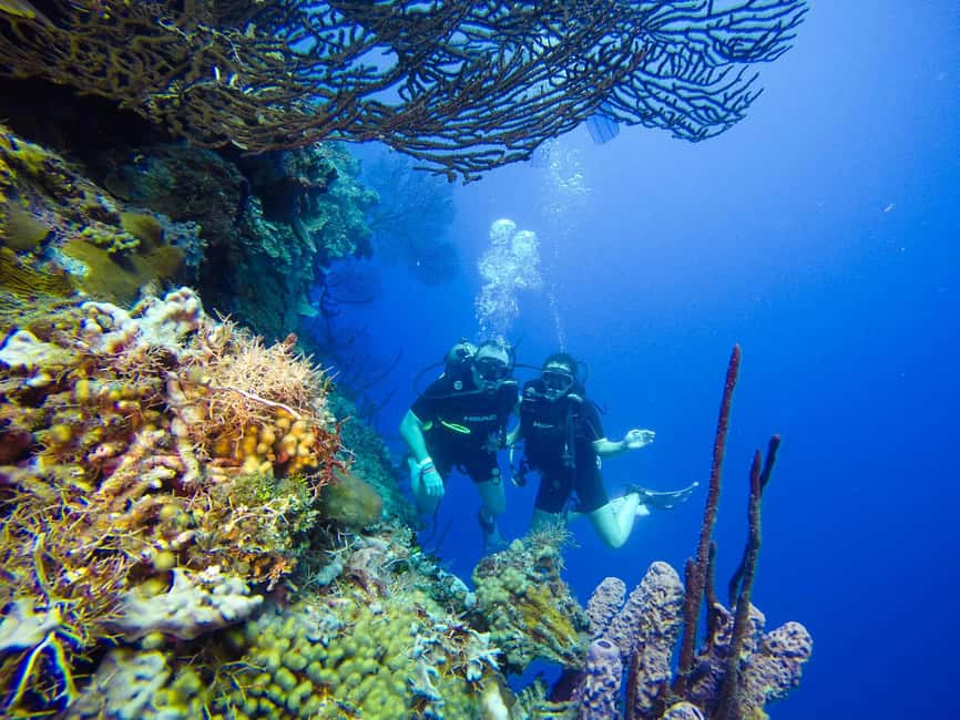 Punta Cana: Scuba Diving Adventure to Catalina Island - Catalina beach time after the water sessions