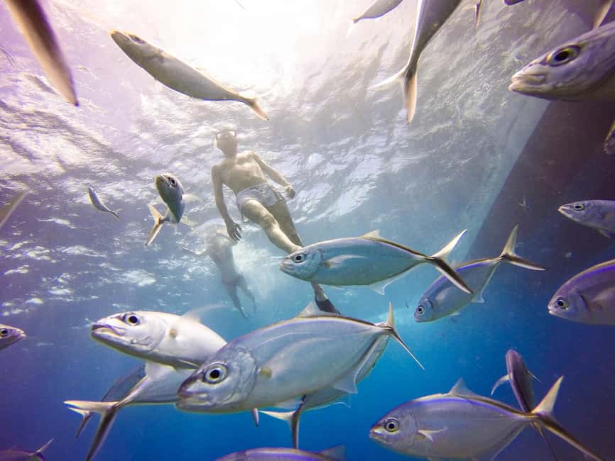 Punta Cana: Scuba Diving Adventure to Catalina Island - How the $155 price holds up