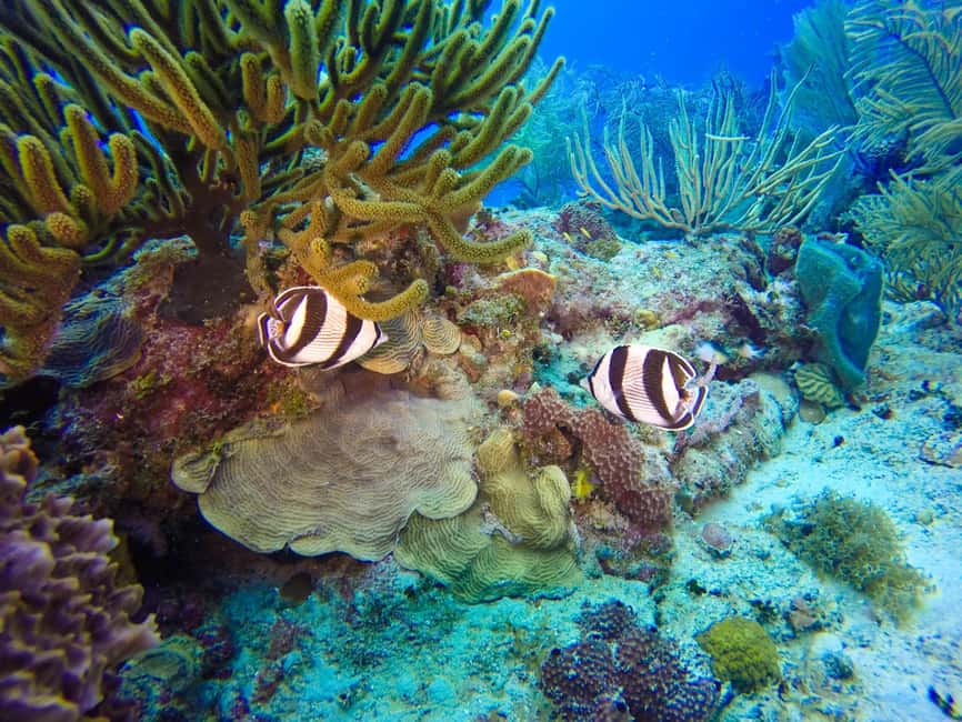 Punta Cana: Scuba Diving Adventure to Catalina Island - Who will enjoy this Catalina Island outing