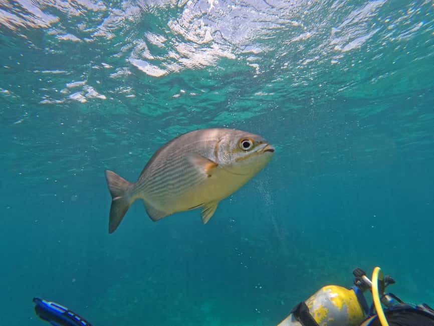 Punta Cana: Scuba Doo Adventure with Round-Trip Transfer - Key points to know before you book