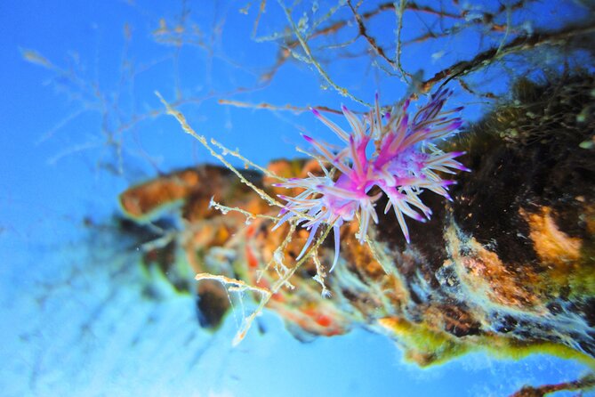 Qualified Diver 1 Tank Dive in Mykonos - What you might see below the surface