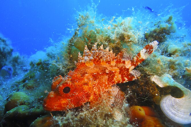 Qualified Diver 1 Tank Dive in Mykonos - Why the six-person limit matters