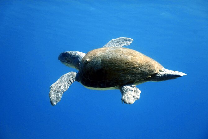 Qualified Diver 1 Tank Dive in Mykonos - Is the $178.61 price fair?