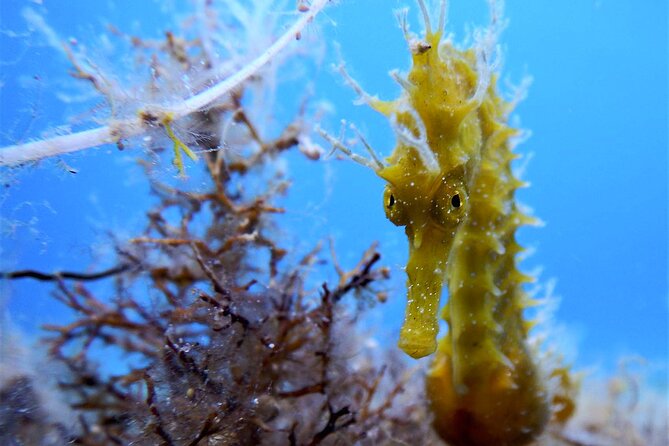 Qualified Diver 1 Tank Dive in Mykonos - Starting at Mykonos Diving Center at Paradise Beach