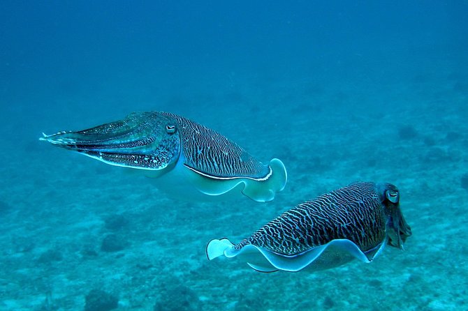 Racha Noi and Racha Yai Dive Trip from Phuket - Why Racha Noi and Racha Yai make a strong day trip