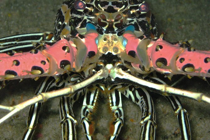 Racha Noi and Racha Yai Dive Trip from Phuket - Finishing at Koh Racha Yai