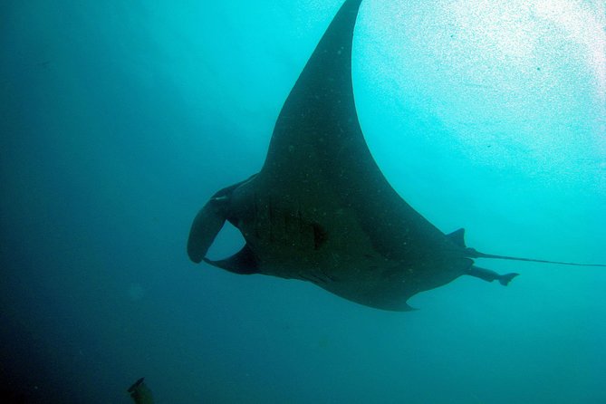 Racha Noi and Racha Yai Dive Trip from Phuket - Guide support and the small-group setup