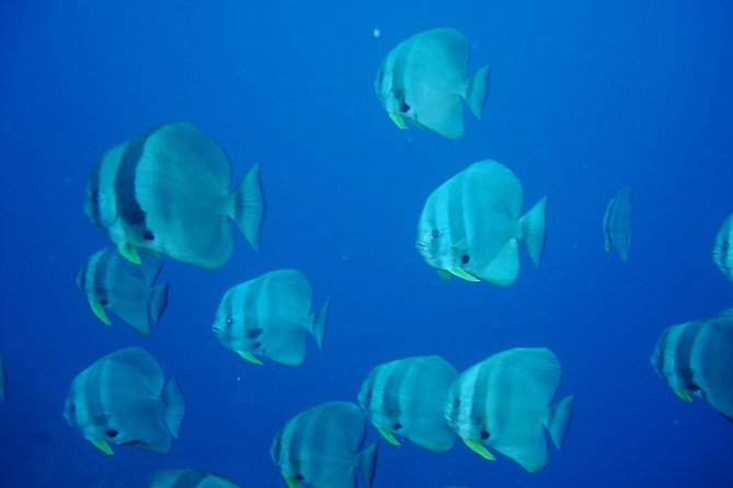 Racha Noi and Racha Yai Dive Trip from Phuket - What the $103.76 price really covers